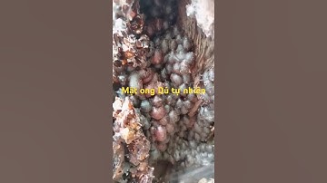 Lấy mật ong Dú tự nhiên