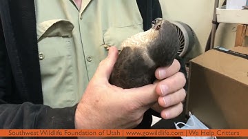 Sharp-Shinned Hawk Arrives