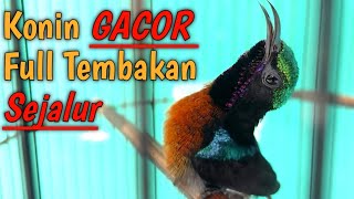 Konin GACOR Full Tembakan Sejalur