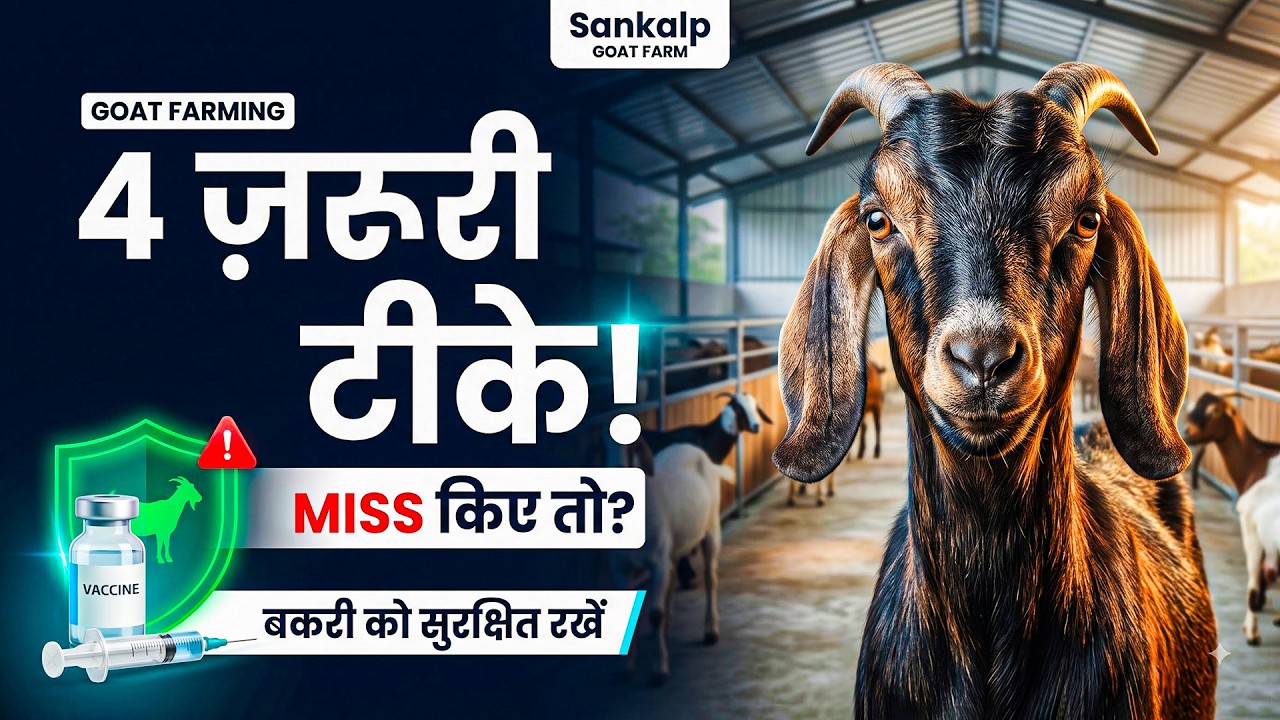 बकरी के 4 ज़रूरी टीके: PPR, ET, Goat Pox, FMD | कब और क्यों लगवाएँ? # ...