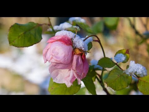 Video: Forbereder Blomster For Overvintring, Skjuler Roser Til Vinteren