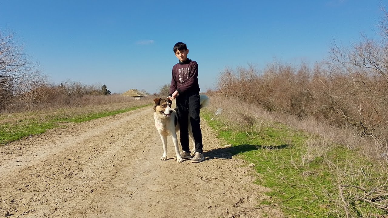 Alaşla qoyun otardiq