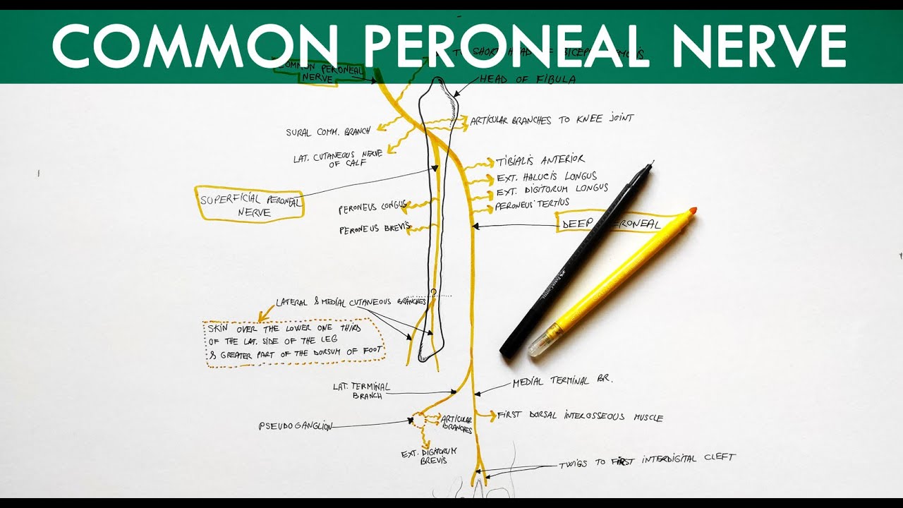 Sciatic nerve: Origin, course and branches