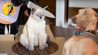 TRY NOT TO LAUGH  Reaction Funny Dogs and Cats 2024