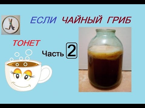Если ЧАЙНЫЙ ГРИБ ТОНЕТ (часть 2). "Реанимация" и создание чайного гриба