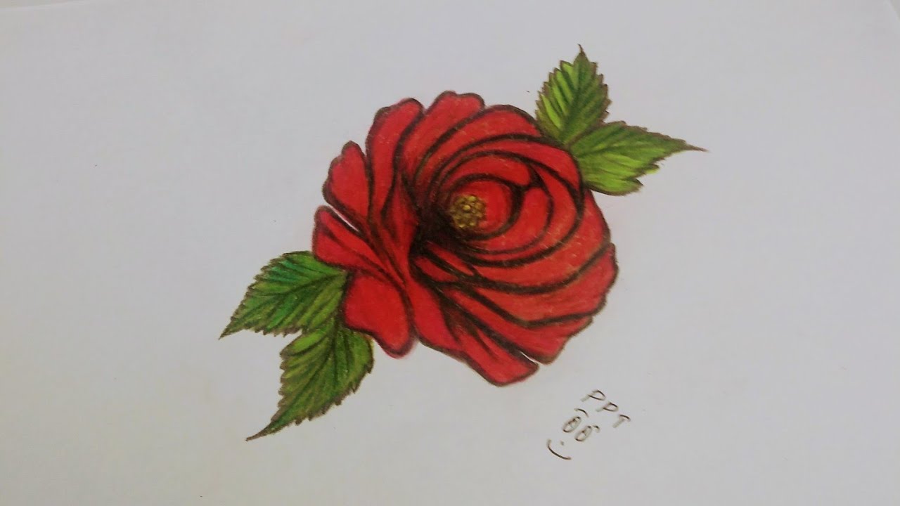rose drawing How To Draw A Rose With Colored Pencils Step By Step rose-drawing-how-to-draw-a-rose-with-colored-pencils-step-by-step