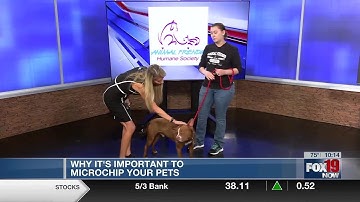 Importance of microchipping your pets