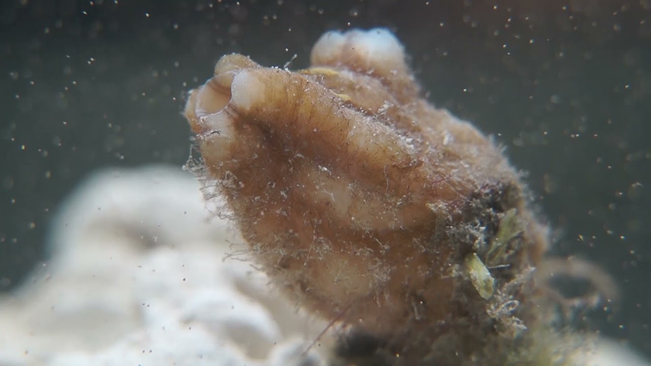 Sea Squirt (Styela plicata) filter feed Brine Shrimp