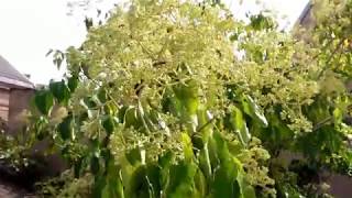 Larbre à miel en fleur - Tetradium daniellii - Euodia hupehensis
