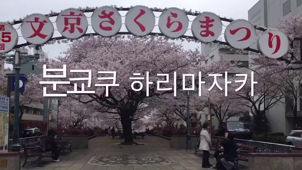 韓国庶民文化 朝から花見 文京区 播磨坂 ４ ５ Youtube