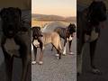 अगर ये 2 कुत्ते आपके पास हैं😱, तो Pitbull आपका कुछ नहीं बिगाड़ सकता!