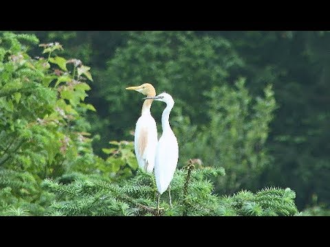 newspaper mockup Thousands of Rare Egrets Spotted in east China