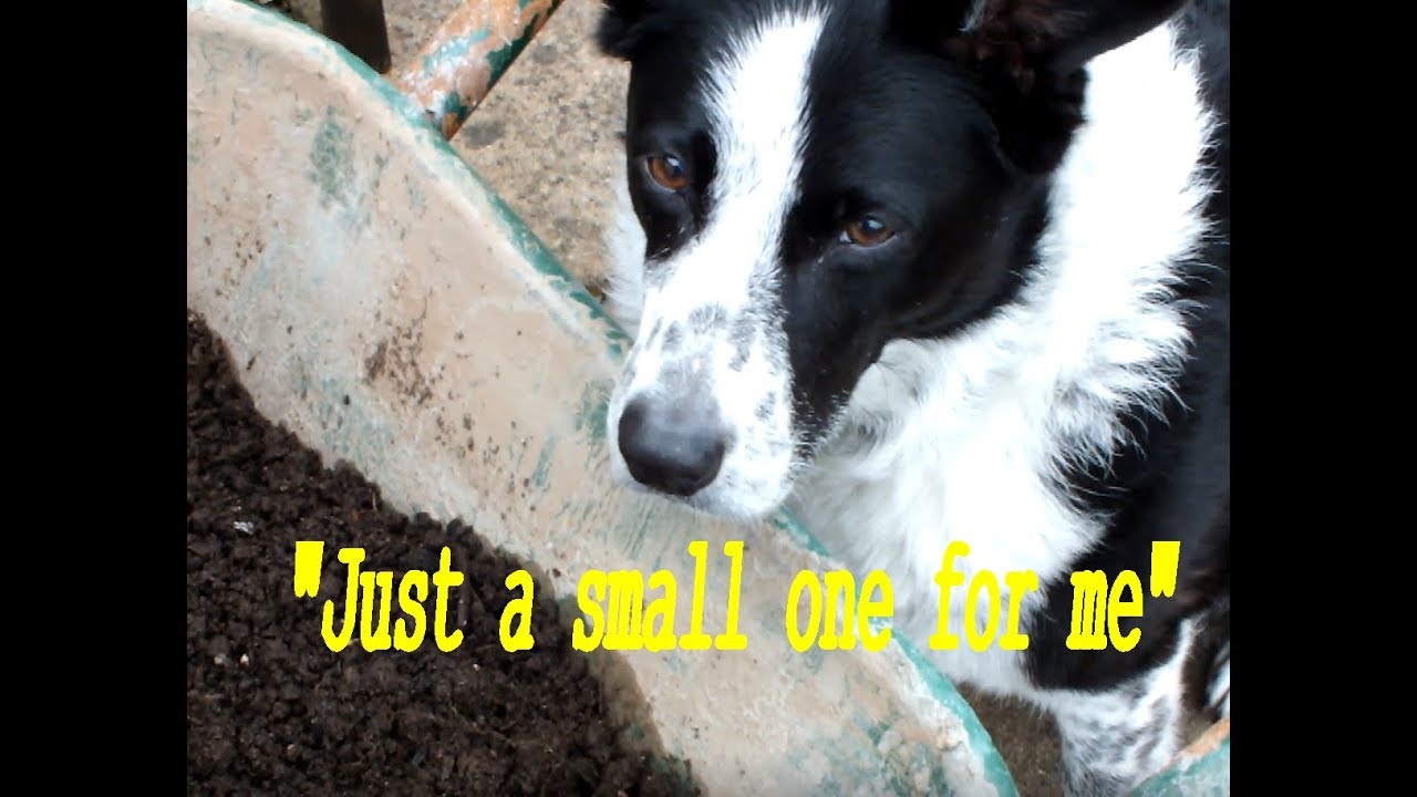 Grow Potatoes Potatoes out, Leeks in Crop Rotation in a Bucket. Potato Reveal. - YouTube