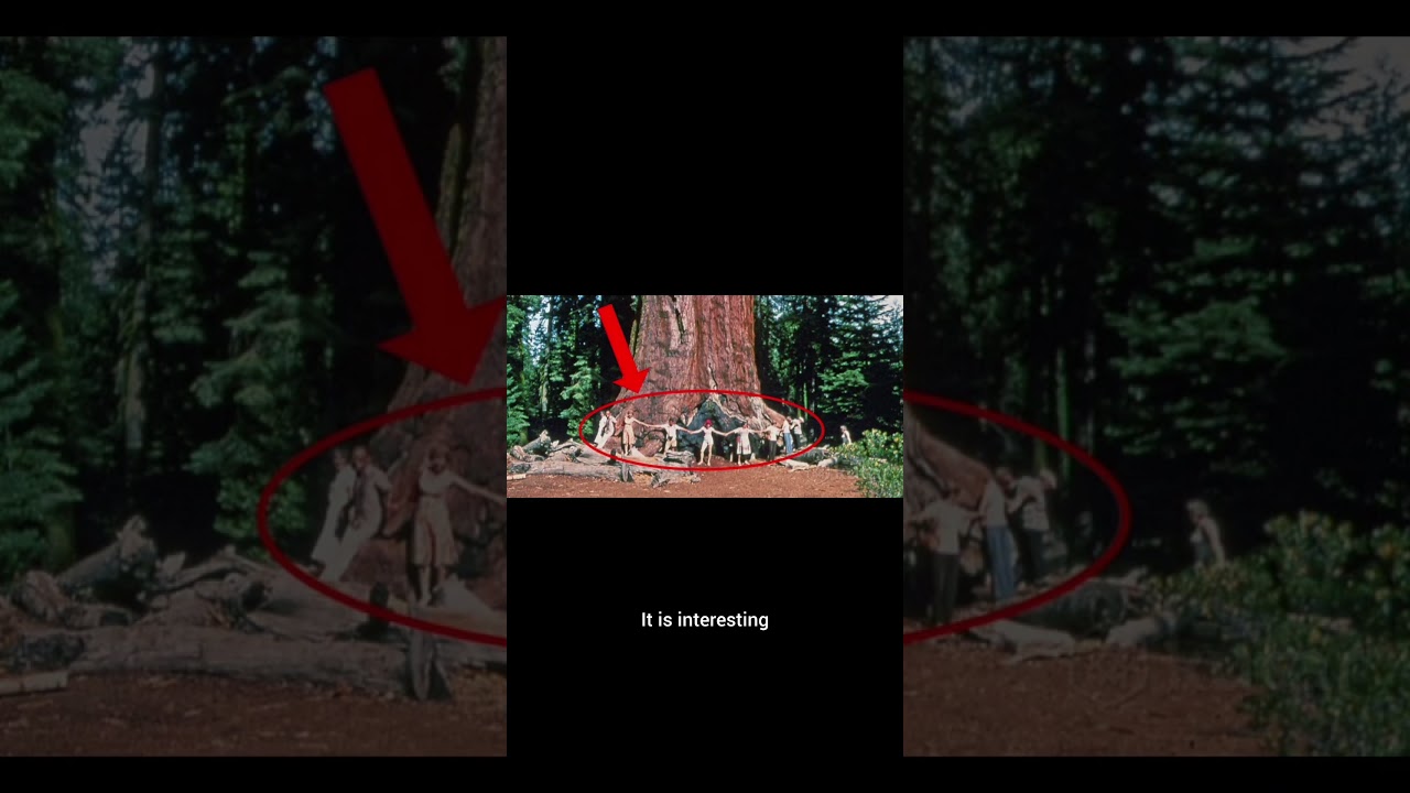 The largest tree in the world. Самое большое дерево в мире. 