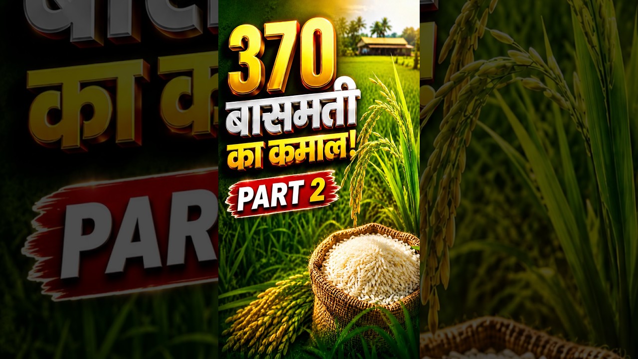 दिल्ली में जैविक बासमती धान की खेती | 370 बासमती वैरायटी | जीवामृत और गोबर गैस स्लरी का कमाल part-2