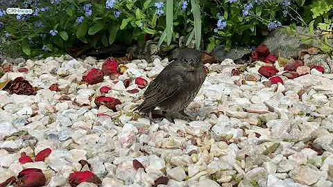 CRHnews - Baby songbird seeks mummy and daddy