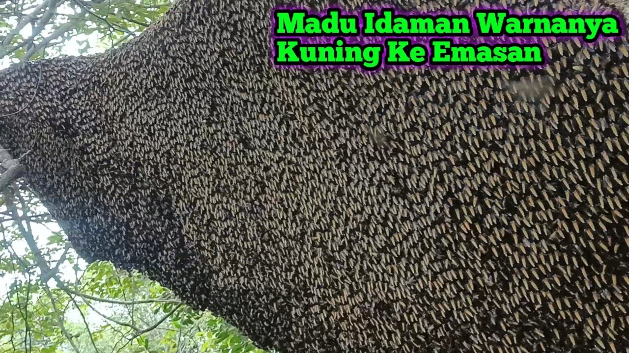Akhirnya Dapat Lagi Madu Idaman Yang Kuning Ke Emasan#bee#honey#lebah#hutan#panenmaduhutan#trending 