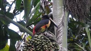 Collared Aracari eating palm nuts at Pico Bonito