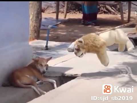 مقلب الاسد في الكلب هههههه فيدهات قصيرة مضحكة لا يفوتكم ههه