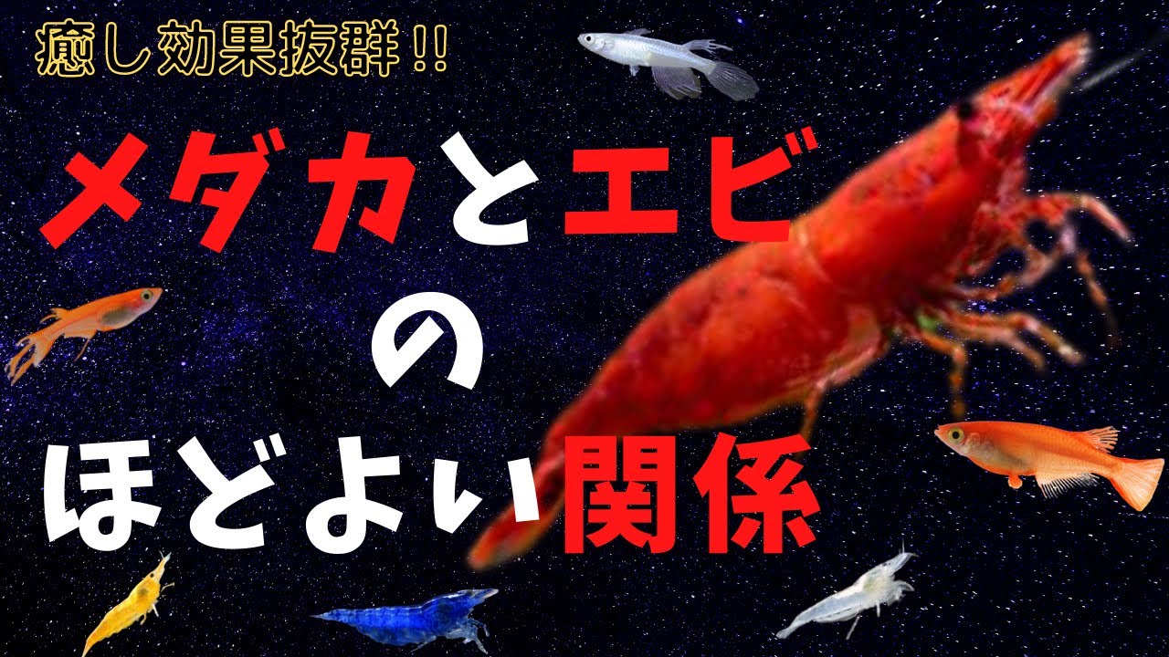 メダカ の 卵 エビ