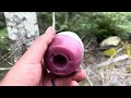 Black Bear Baiting 1 Tip To Fire Up Those Bait Sites Living Proof Black Bear Baiting 1 Tip To Fire Up Those Bait Sites Living Proof