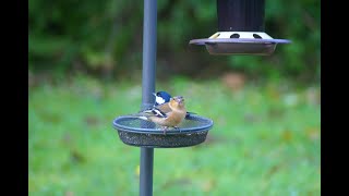 Holy Loch And Garden Wildlife Dunoon Scotland