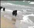 Bouvier des Flandres : Wim en Uwe in Spanje の動画、YouTube動画。