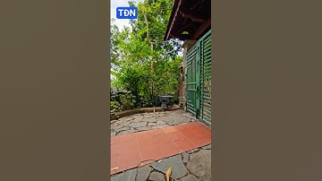 Những hạn chế của trồng cây Lộc Vừng #tamdaonui