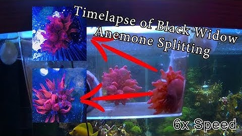 Black Widow Anemone Splitting Timelapse