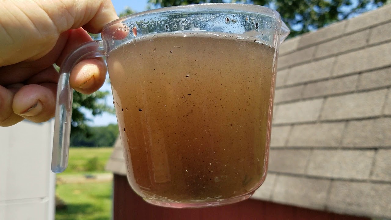 Магия инжира! Кто-нибудь хочет чаю? Почему мои инжирные деревья такие урожайные, ранние и вкусные?