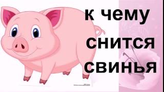 К чему снится свинья.Сонник от Ирины К чему снится свинья.Сонник от Ирины