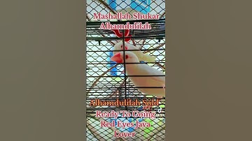 Albino Red Eyes Java Sparrow / Red Eyes Java Lover / Sale #mab_aviary_karachi #sold #albinolovebirds