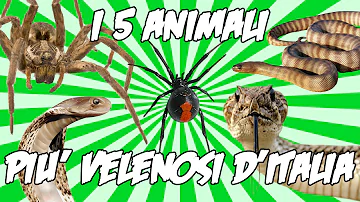 Quanti animali velenosi ci sono in Italia?
