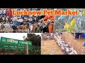 Lucknow chidiya Bazaar|| lucknow kabutar market|| Lucknow Bakra Mandi