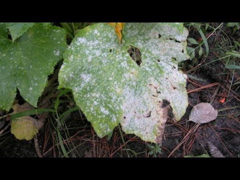 Imported Plant Diseases - Professor Chris Gilligan Instructional Video