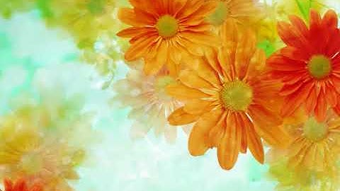 سورة يوسف بصوت الشبل ( يوسف كالو)