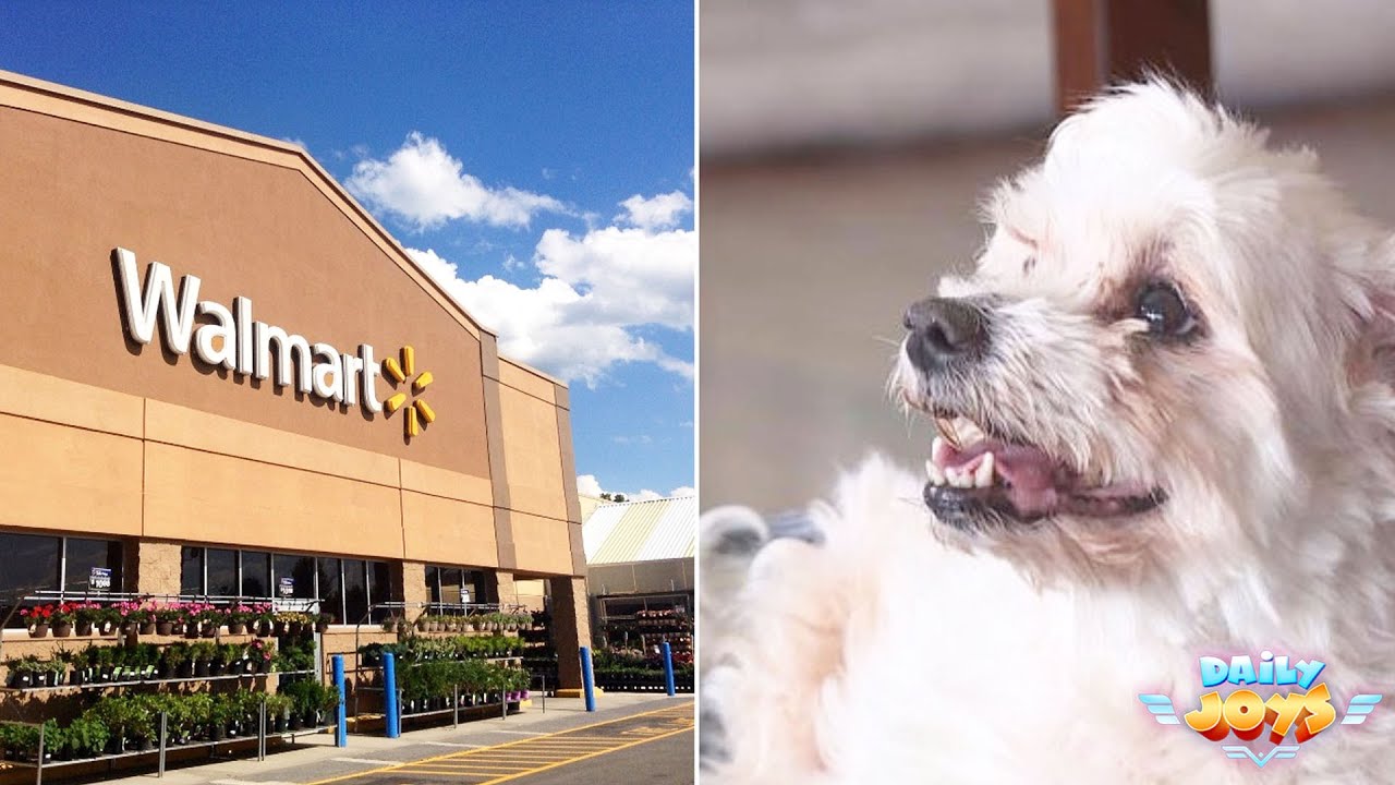 After This Dog Was Found In A Walmart Parking Lot, Carers Uncovered Her Astonishing Story