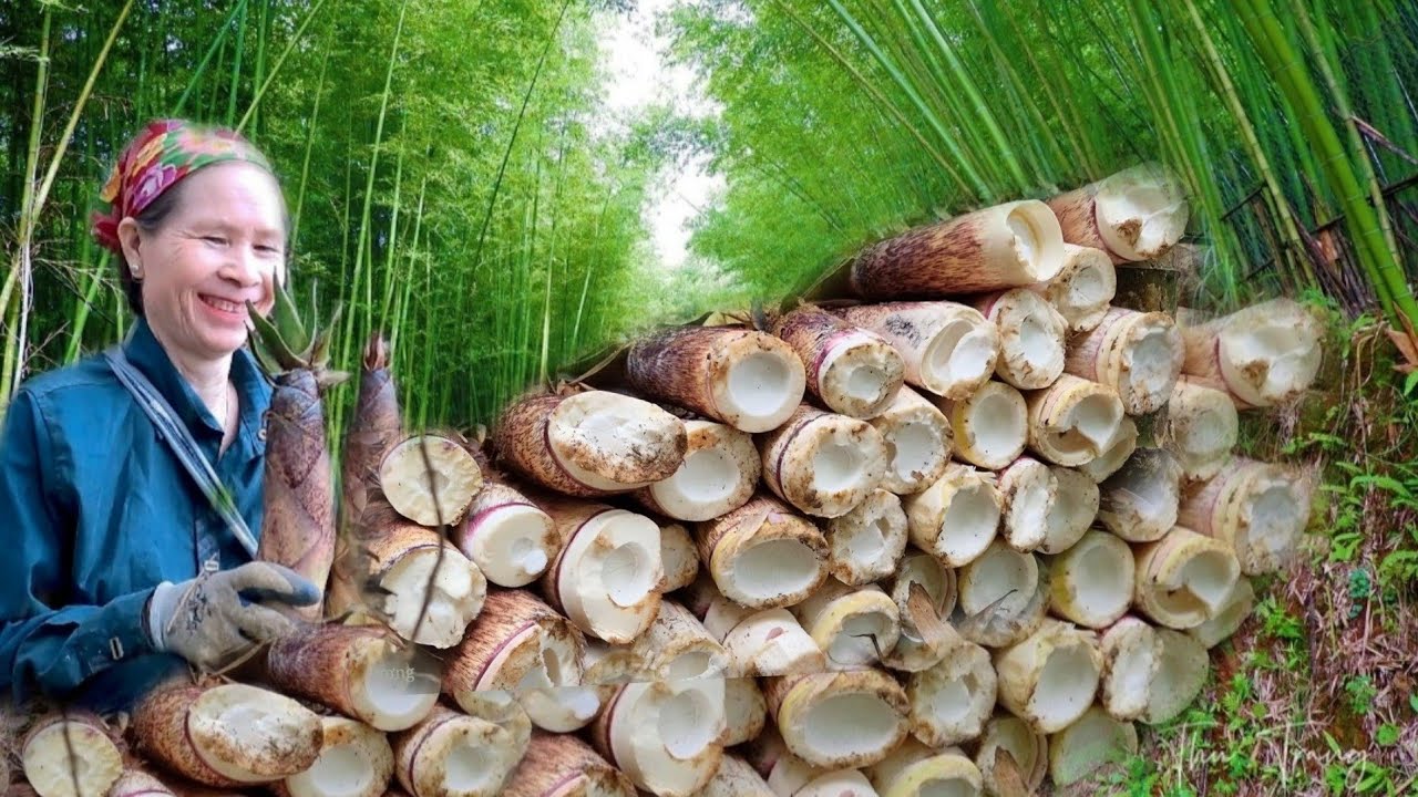 Harvest giant bamboo shoots grilled bamboo shoots wood stove Thong