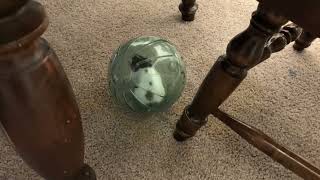 Fluffy 🐹 and her hamster ball by Iris in Alaska 22 views 2 weeks ago 1 minute, 17 seconds