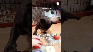 『おやつボタン』しか興味がない犬　#フレンチブルドッグ　#犬　#面白い　#犬のいる暮らし #かわいい