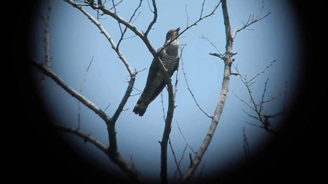 Indian Cuckoo (Cuculus micropterus) singing