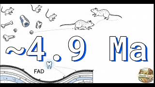 Pliocene freshwater ecosystems #geology #palaeontology #fossil