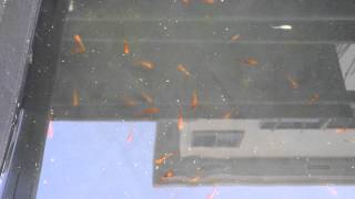 ３色錦メダカ　稚魚