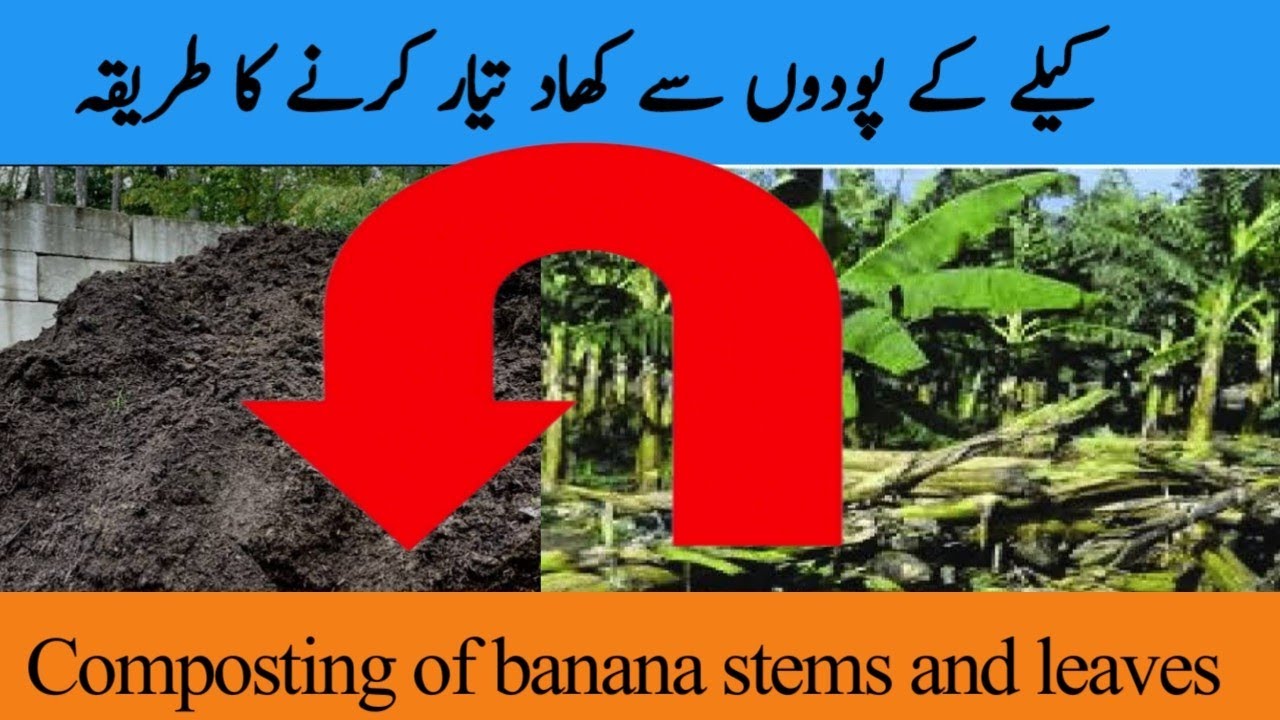 How to make fertilizer from banana stems and leaves Composting of