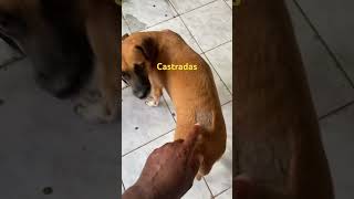 #humor #izadoralima #pets #modapet #modapet #cachorro #cachorrosdivertidos #petlover