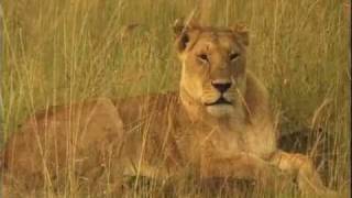 WATCHING (OSHO Meditation Minutes)