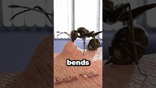 Ants Don’t Bite the Way You Think  #wildlifeentertainment #animals #facts