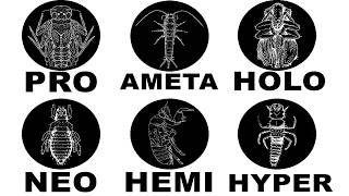 The 6 Types Of Metamorphosis Net Worth