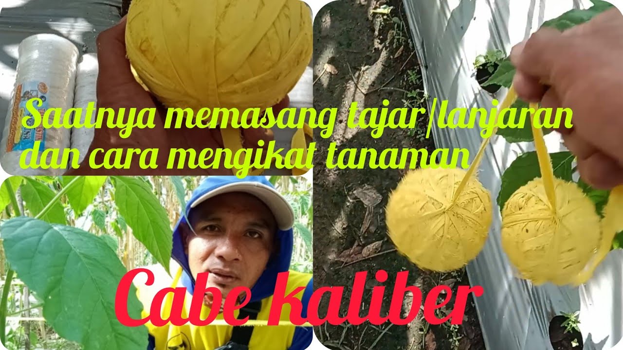 cara memasang lanjaran dan tali cabe kaliber #pertanian #cabe#kaliber #