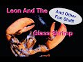 Leon And The Glass Shrimp